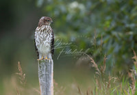 Hawk Eye - Image for Licensing