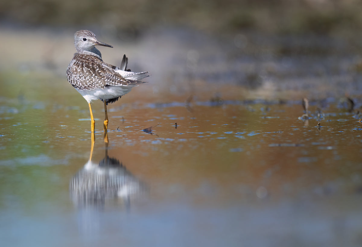 2026 Migratory Shorebirds Day Tour - Donna Feledichuk Wildlife Photography