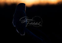 Night Owl - Image for Licensing