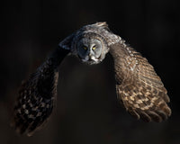 Emergence  5" x 7" Fine Art Wildlife Photography Greeting Card