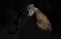 2027 Great Gray Owl Four Day Photography Tour