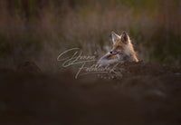 Evening Watch - Image for Licensing