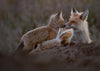 2026 Spring Fox Kits Day Tour