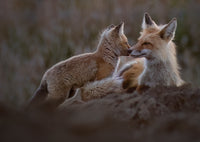 2026 Spring Fox Kits Day Tour