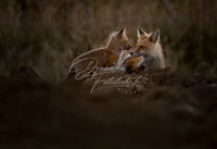 Isn't It Bed Time - Image for Licensing
