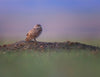 2026 Burrowing Owls Phototour