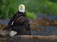 What Are You Looking At - Image for Licensing