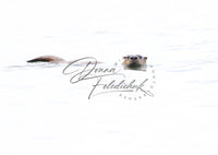 You Otter Be Here - Image for Licensing