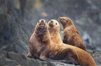 Three of a Kind - Image for Licensing