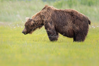 Fat Bear Week Contender - Image for Licensing