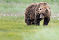 Don't Come in My Meadow - Image for Licensing