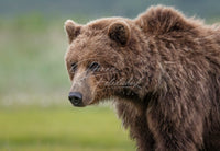 Portrait of a Coastal Brown Bear - Image for Licensing