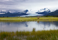 True WIlderness - Image for Licensing