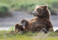 Just Lounging Around - Image for Licensing