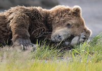 Naptime - Image for Licensing