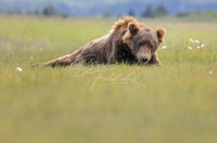 Let Me Sleep- Image for Licensing