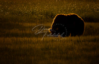 Field of Light- Image for Licensing