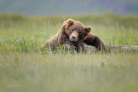 Bearly Awake 8" x 12" fine art matted print