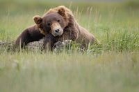 A grizzly bear lying on a log looking sleepy