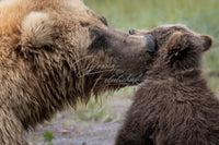 Snuggles with Mom - Image for Licensing