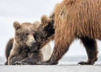 Under Her Protection  5" x 7" Fine Art Wildlife Photography Greeting Card