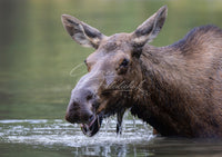Moose Dip - Image for Licensing
