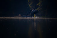 King of the Quiet 5" x 7" Fine Art Wildlife Photography Greeting Card