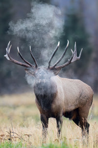 Call of the Wild 5" x 7" Fine Art Wildlife Photography Greeting Card