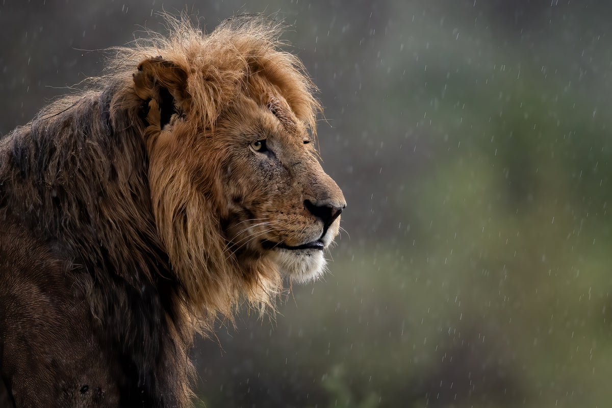 A Male lion in the rain