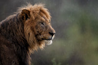 A Male lion in the rain