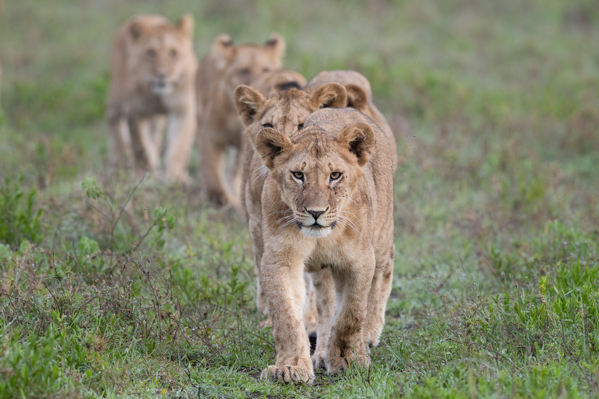 A line of lion cubs cross the savannah