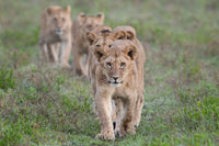 A line of lion cubs cross the savannah