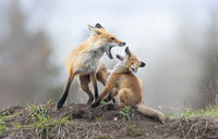 2027 Spring Fox Kits Day Tour