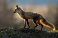 Into the Light 5" x 7" Fine Art Wildlife Photography Greeting Card