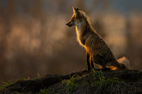 a red fox enjoys the last rays of sunlight