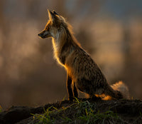 Wildlife Photography Mentorship Program