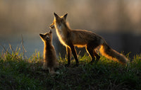 In Her Footsteps Wildlife Photography Mousepad