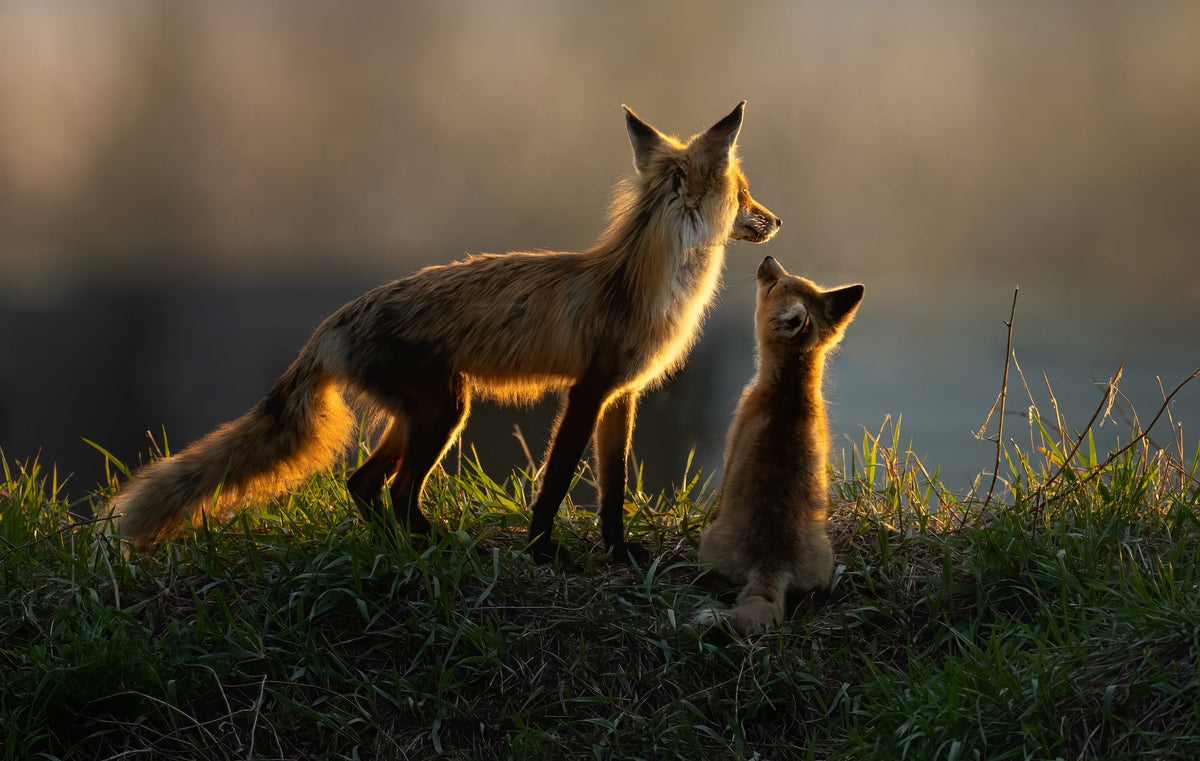 A fox and her sit atop a ridge looking out into the distance in soft glow of the setting sun