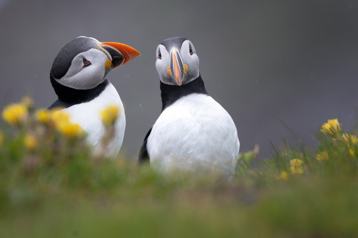 Two puffins standing in grass with small yellow flowers, photographed outdoors against a soft gray background.