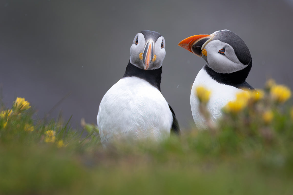 Two Atlantic puffins sharing a moment