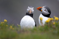 The Way You Look At Me  5" x 7" Fine Art Wildlife Photography Greeting Card