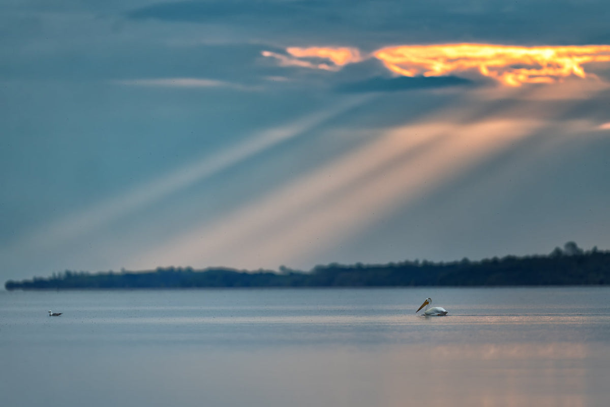 A serene lake landscape at sunset with dramatic sunbeams breaking through clouds, a dark tree-lined island in the distance, and a white pelican sitting on the water near the lower left.