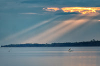 A serene lake landscape at sunset with dramatic sunbeams breaking through clouds, a dark tree-lined island in the distance, and a white pelican sitting on the water near the lower left.