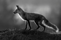 Where the Light Finds Her Limited Edition Print