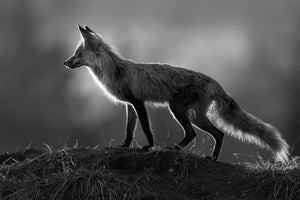 Where the Light Finds Her Limited Edition Print