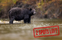 2026 Great Bear Rainforest Grizzlies: A Fall Photography Retreat