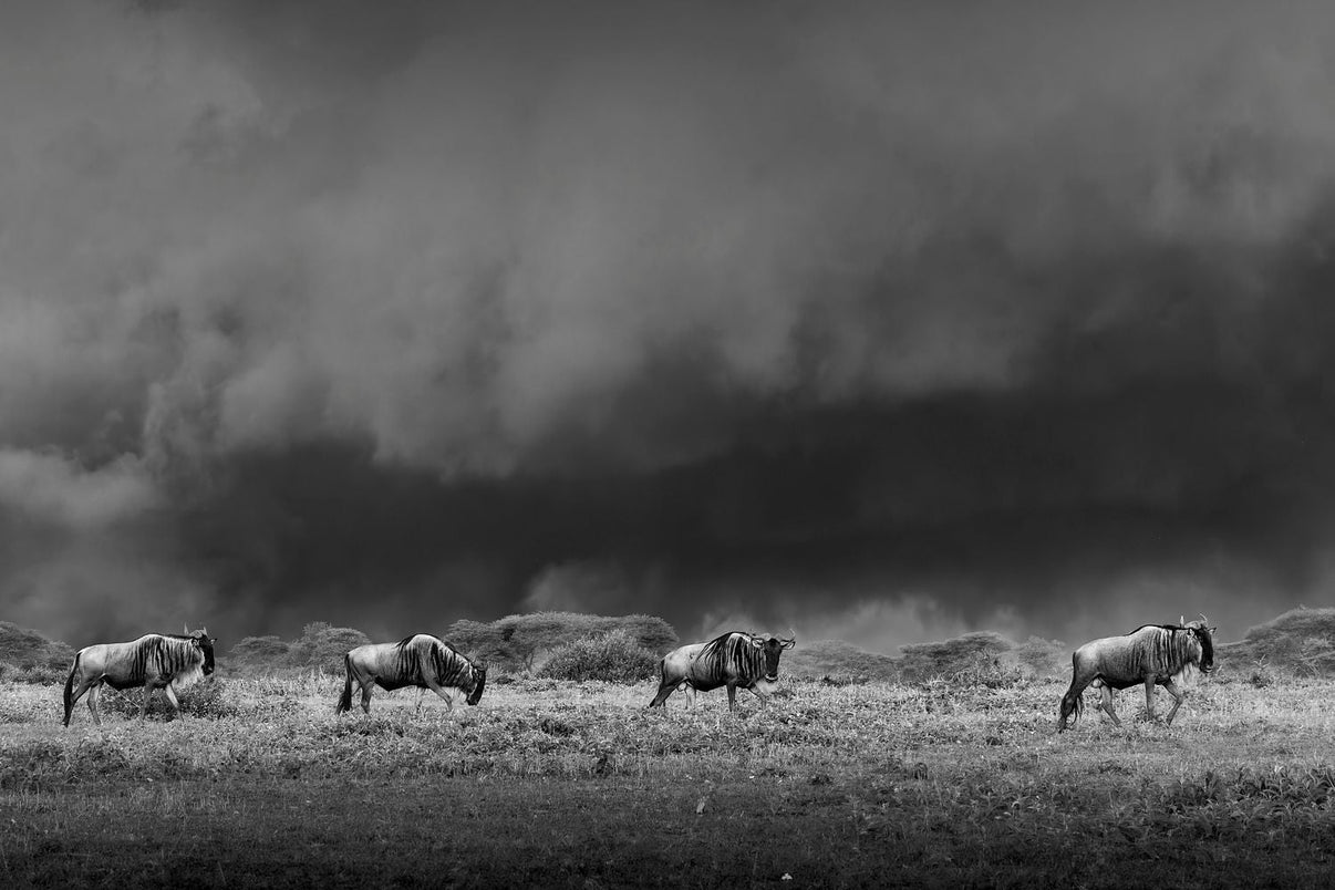 Beneath a Gathering Sky Limited Edition Print