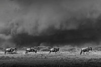 Beneath a Gathering Sky Limited Edition Print
