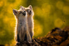 Look Way Up Limited Edition Print - Donna Feledichuk Wildlife Photography