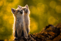 Look Way Up Limited Edition Print - Donna Feledichuk Wildlife Photography